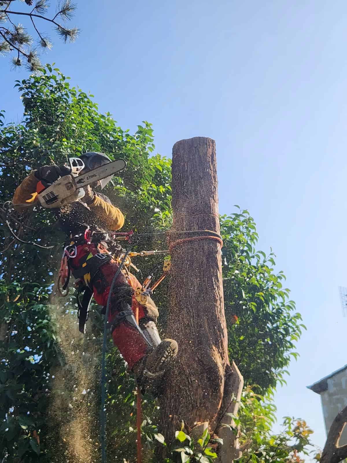 Abattage d'arbres à Orléans